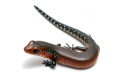 Lepidothyris fernandi fernandi Cameroon juvenil